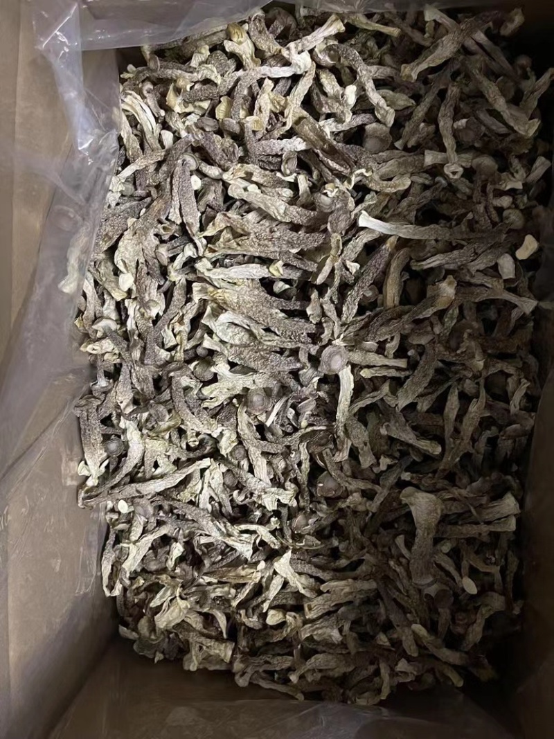 鹿茸菇（新货）直播专享、各种规格齐全、量大从优