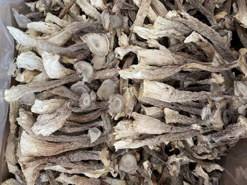 鹿茸菇（新货）直播专享、各种规格齐全、量大从优