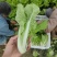 精品毛白菜快菜，基地直发，新鲜上市，对接各地市场商超