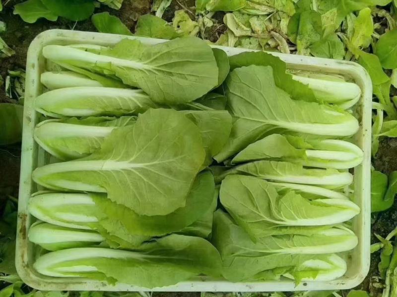 精品毛白菜快菜，基地直发，新鲜上市，对接各地市场商超