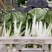 精品毛白菜快菜，基地直发，新鲜上市，对接各地市场商超