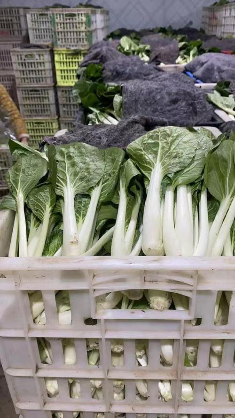 精品毛白菜快菜，基地直发，新鲜上市，对接各地市场商超