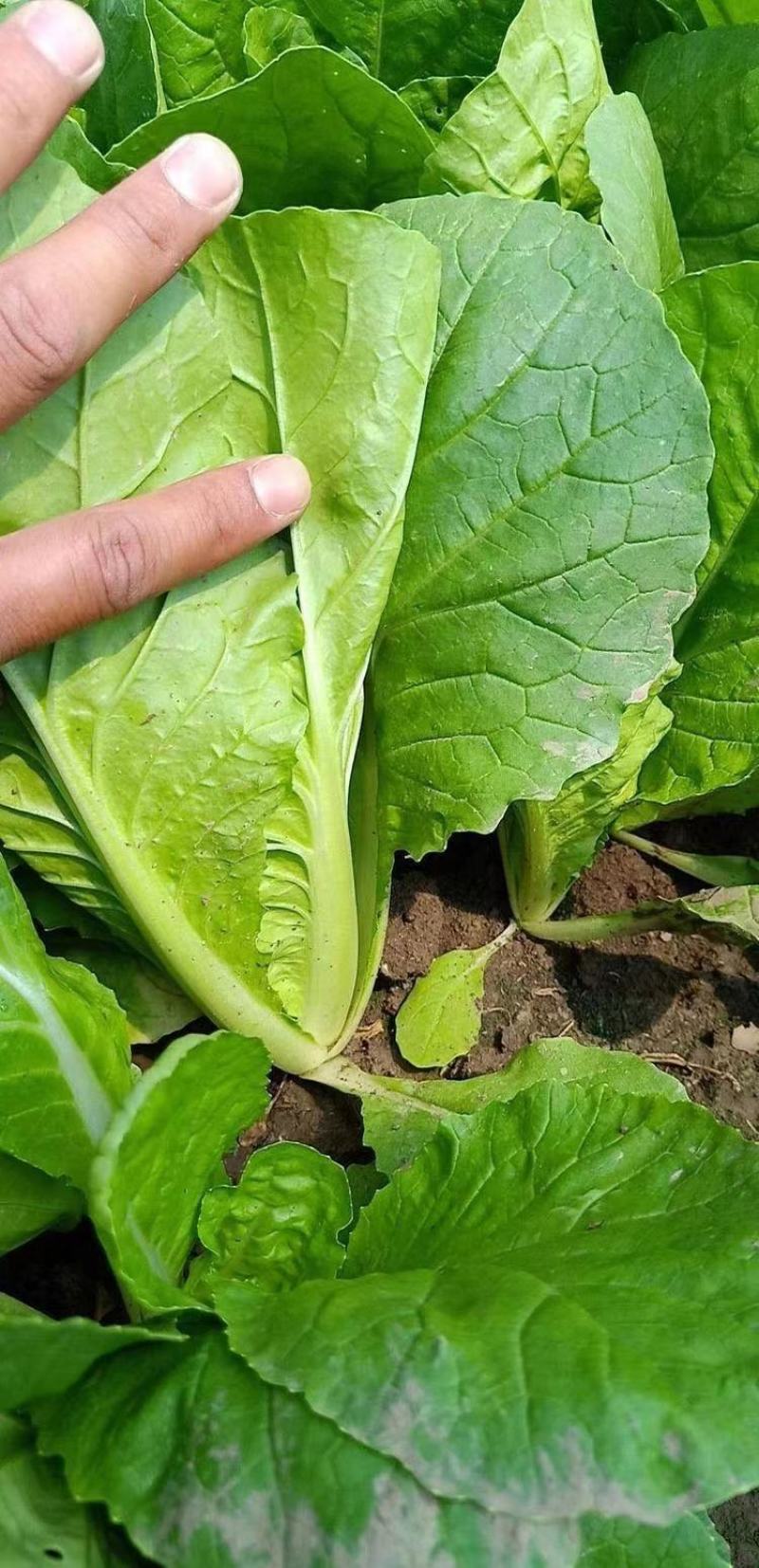精品毛白菜快菜，基地直发，新鲜上市，对接各地市场商超