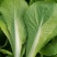 精品毛白菜快菜，基地直发，新鲜上市，对接各地市场商超