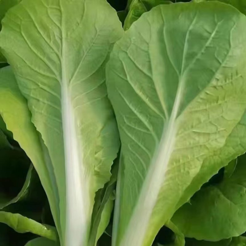 精品毛白菜快菜，基地直发，新鲜上市，对接各地市场商超