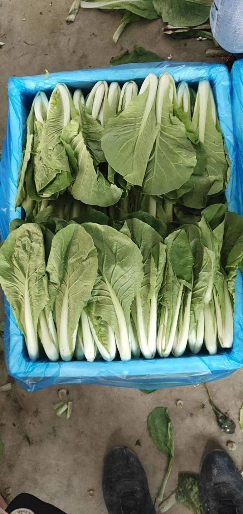 精品毛白菜快菜，基地直发，新鲜上市，对接各地市场商超