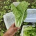 精品毛白菜快菜，基地直发，新鲜上市，对接各地市场商超