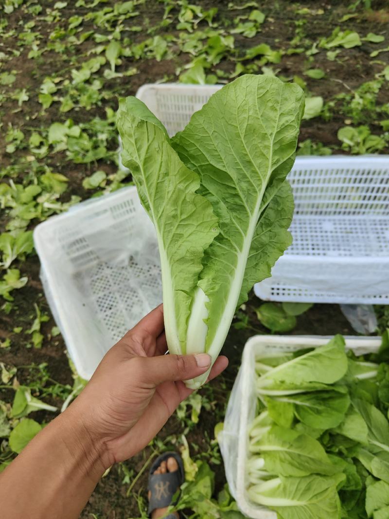 精品毛白菜快菜，基地直发，新鲜上市，对接各地市场商超