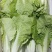 精品毛白菜快菜，基地直发，新鲜上市，对接各地市场商超