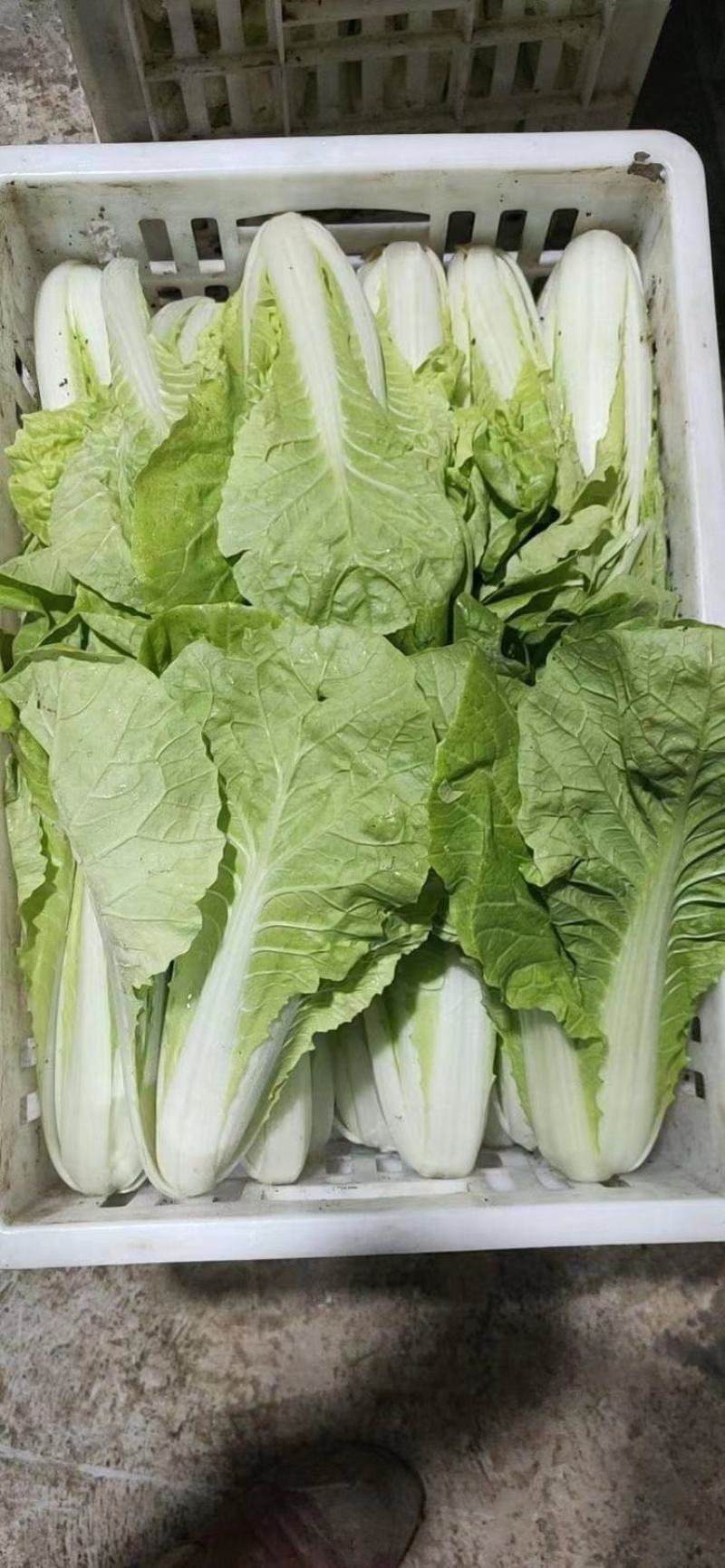 精品毛白菜快菜，基地直发，新鲜上市，对接各地市场商超