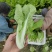 精品毛白菜快菜，基地直发，新鲜上市，对接各地市场商超