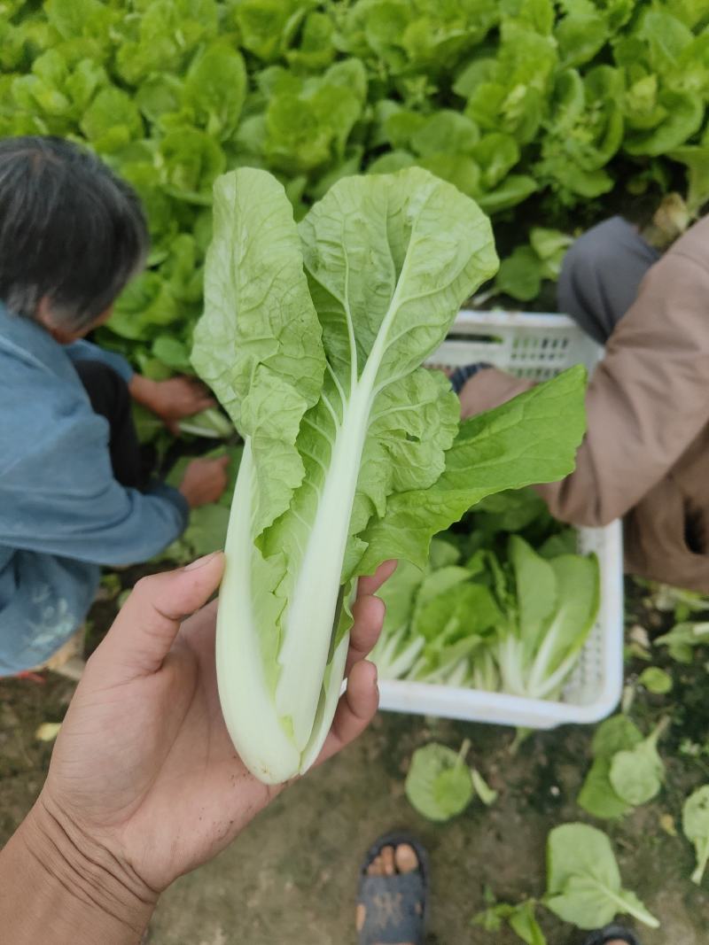 精品毛白菜快菜，基地直发，新鲜上市，对接各地市场商超