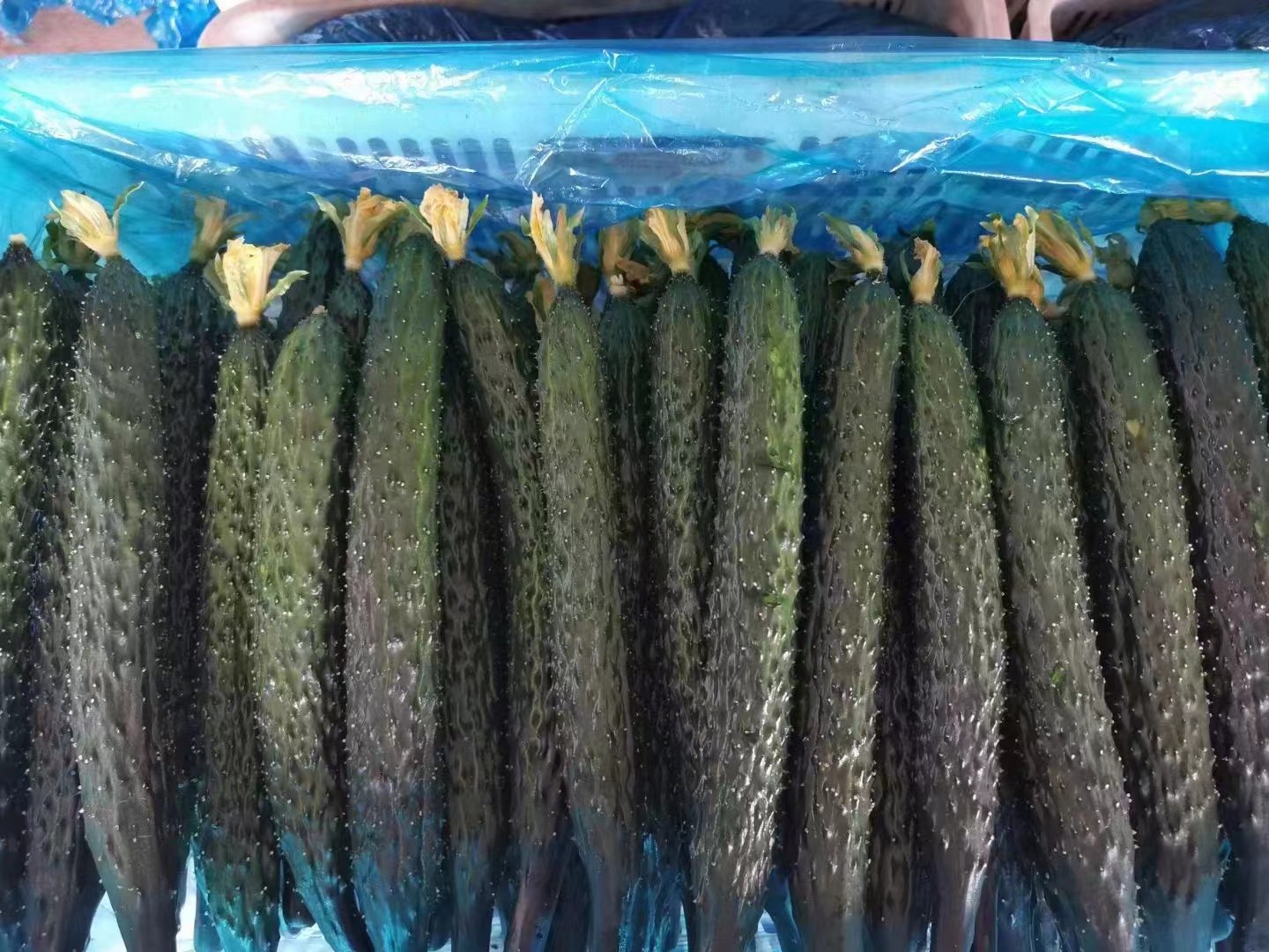 市场中新鲜的密刺黄瓜摊位,绿色果皮上布满细密小刺 新鲜密刺黄瓜在市场上售卖