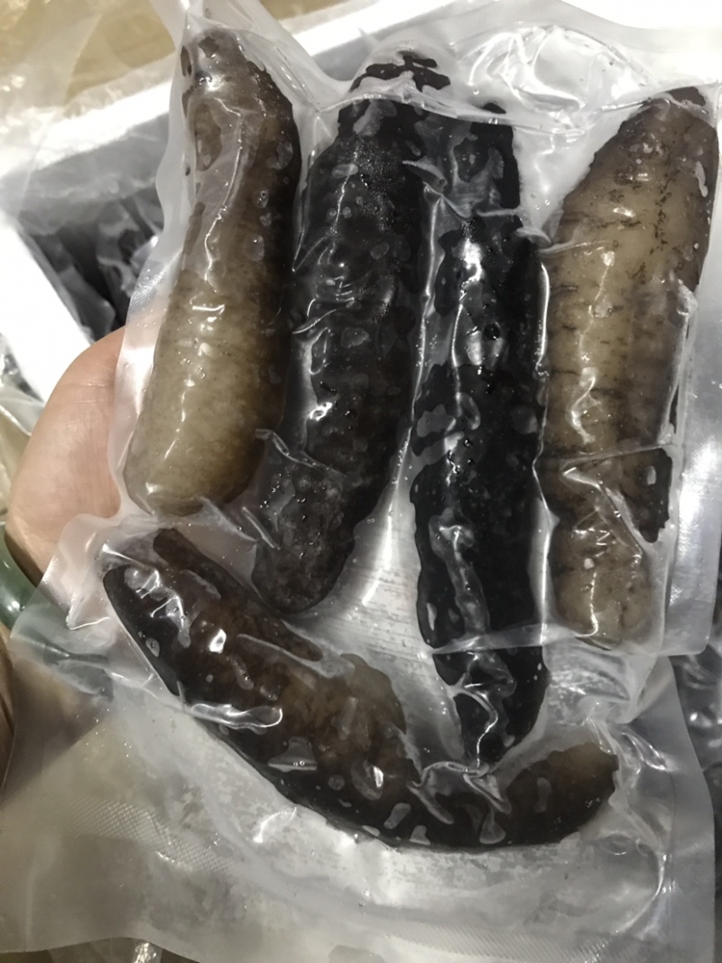 泡发海参鲜食参螺纹参厂家发货批发
