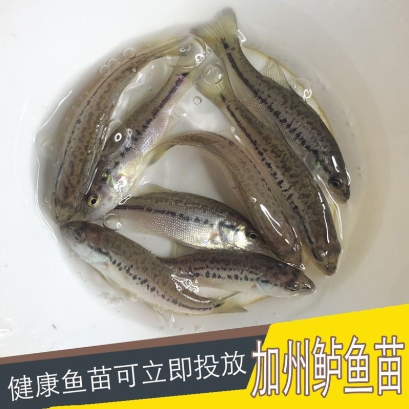 优质加州鲈鱼苗提供养殖技术售后服务跟踪全国发货送货