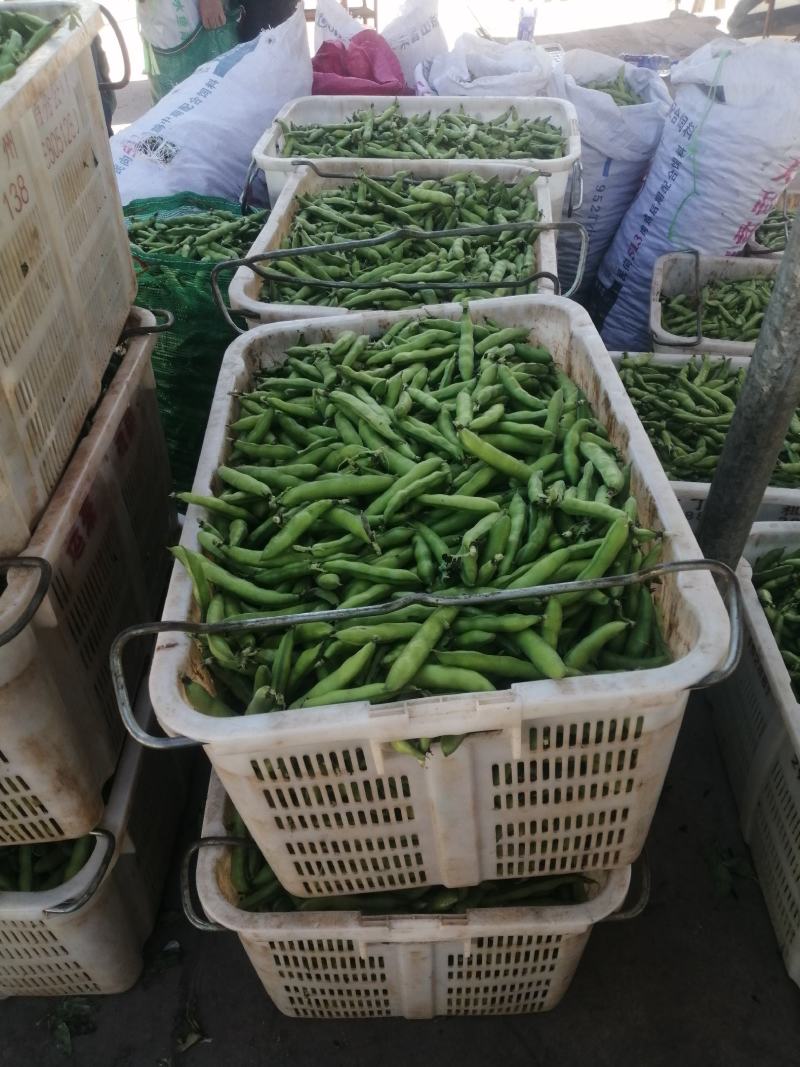 云南大理弥渡青蚕豆2025年新货上市欢代办代收批发一条龙