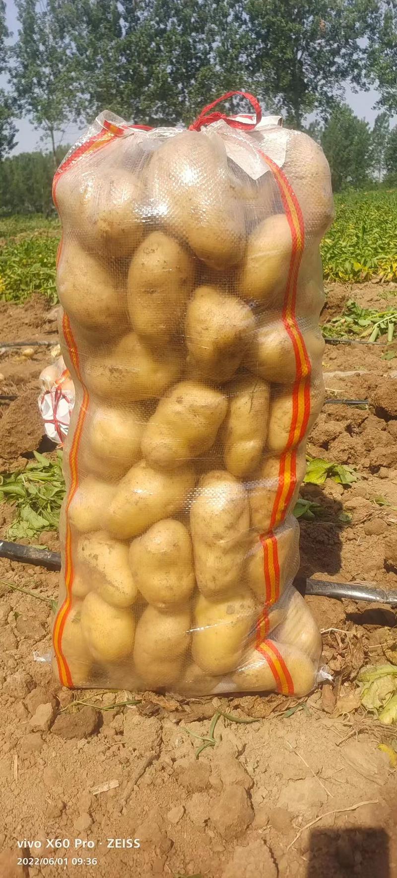 开封通许土豆精品希森土豆大量上市，货源稳定可视频看货