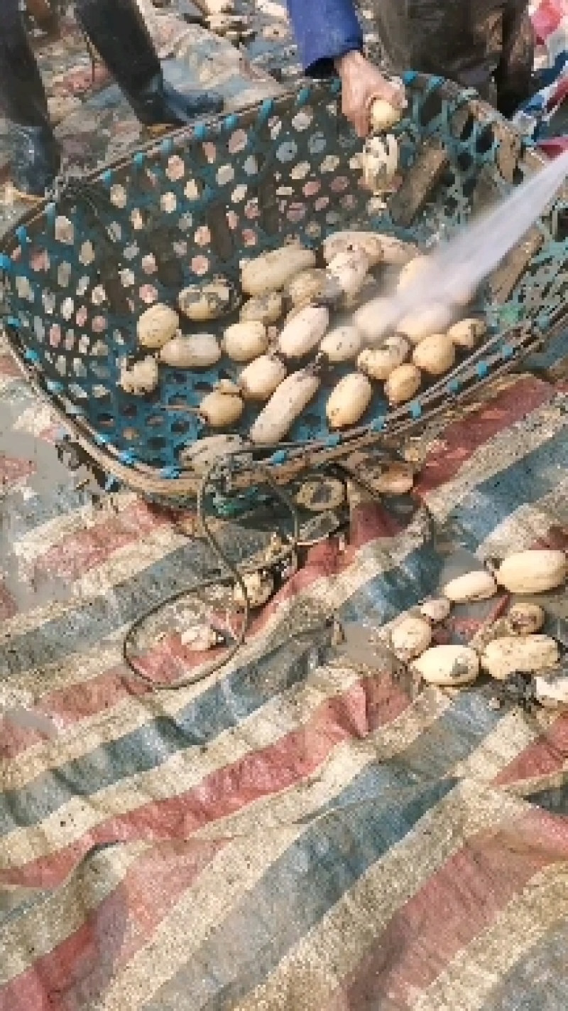 湖北莲藕鄂莲6号货源充足一手莲藕，对接全国，欢迎洽谈