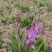 四川白芨苗基地直发质量保证，基地直供欢迎咨询采购