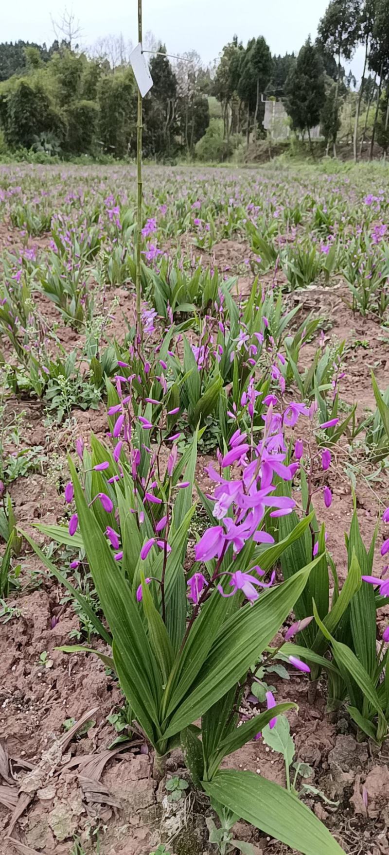 四川白芨苗基地直发质量保证，基地直供欢迎咨询采购