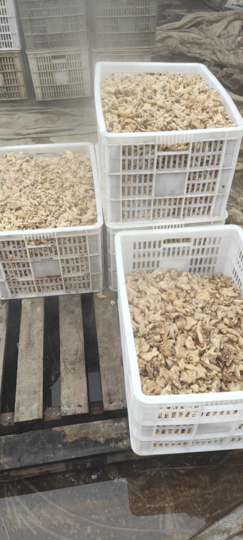 四川白芨苗基地直发质量保证，基地直供欢迎咨询采购