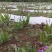 四川白芨苗基地直发质量保证，基地直供欢迎咨询采购
