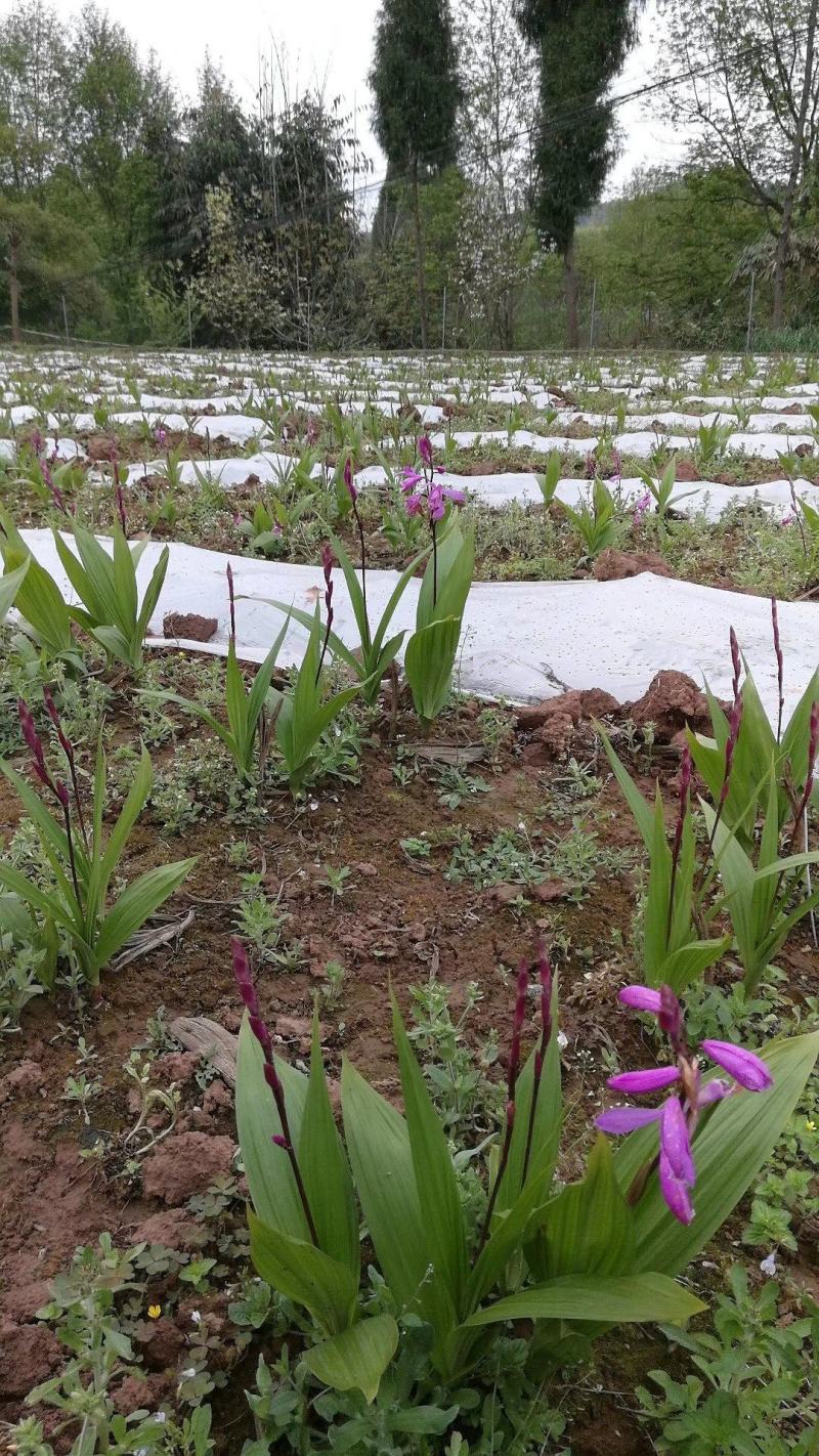 四川白芨苗基地直发质量保证，基地直供欢迎咨询采购