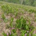 四川白芨苗基地直发质量保证，基地直供欢迎咨询采购
