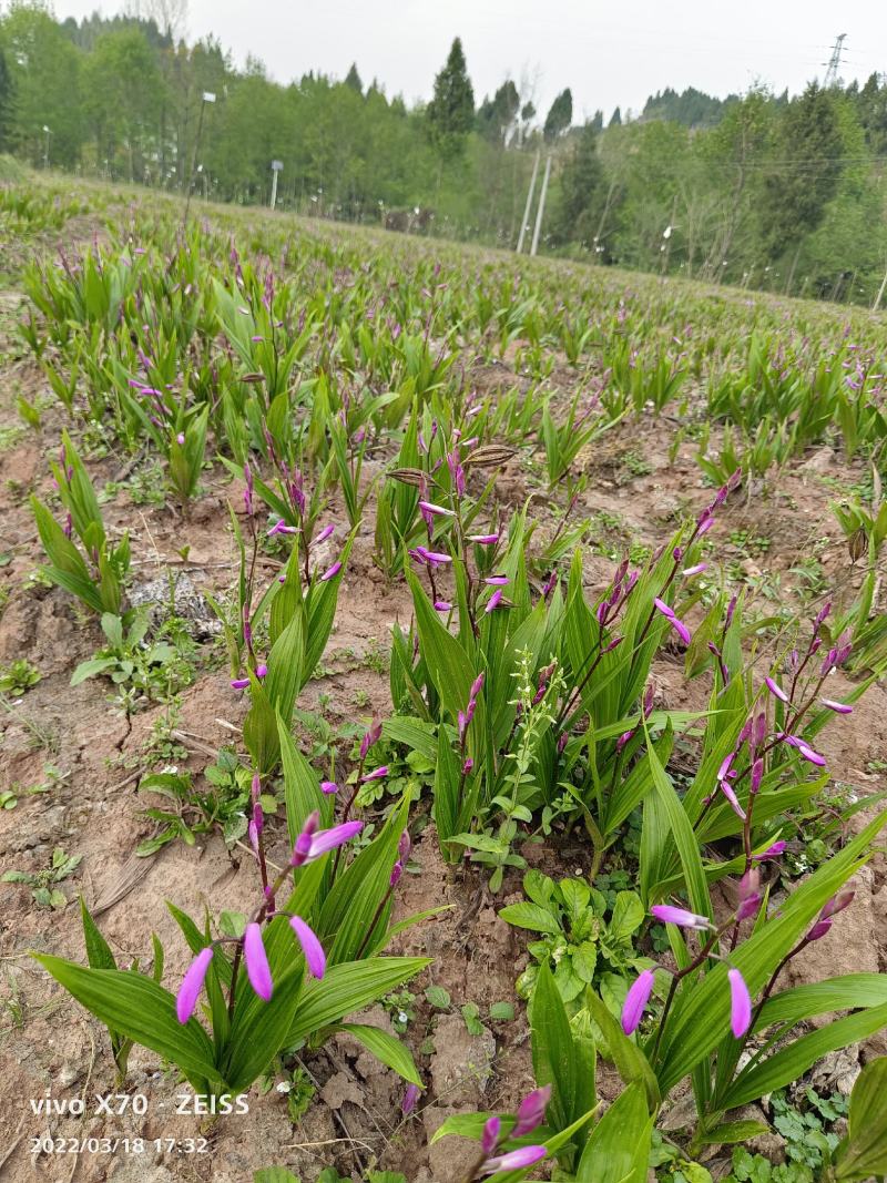四川白芨苗基地直发质量保证，基地直供欢迎咨询采购