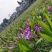 四川白芨苗基地直发质量保证，基地直供欢迎咨询采购