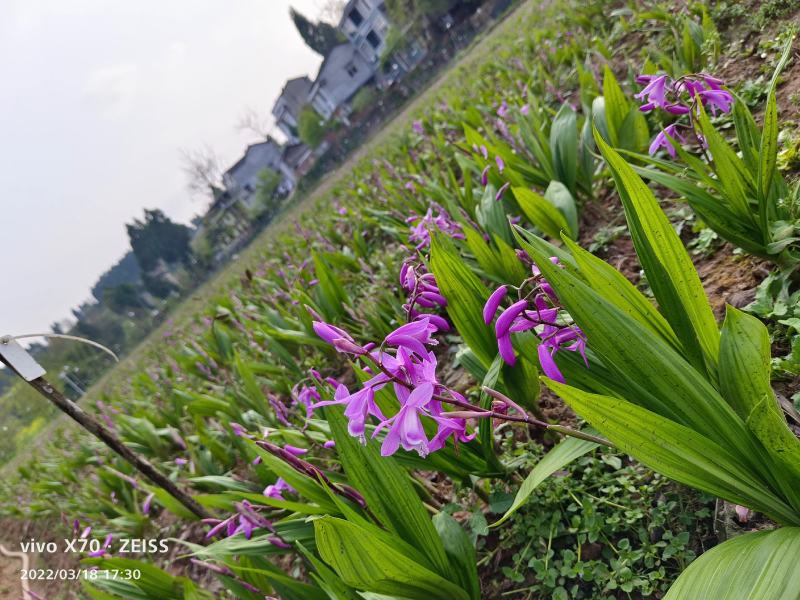四川白芨苗基地直发质量保证，基地直供欢迎咨询采购