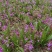 四川白芨苗基地直发质量保证，基地直供欢迎咨询采购