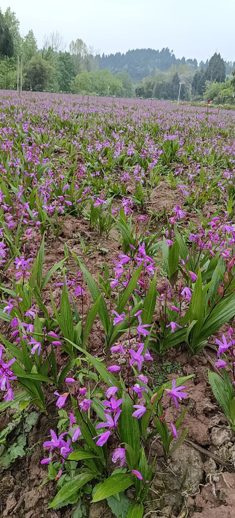 四川白芨苗基地直发质量保证，基地直供欢迎咨询采购