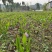 四川白芨苗基地直发质量保证，基地直供欢迎咨询采购