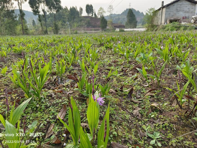 四川白芨苗基地直发质量保证，基地直供欢迎咨询采购