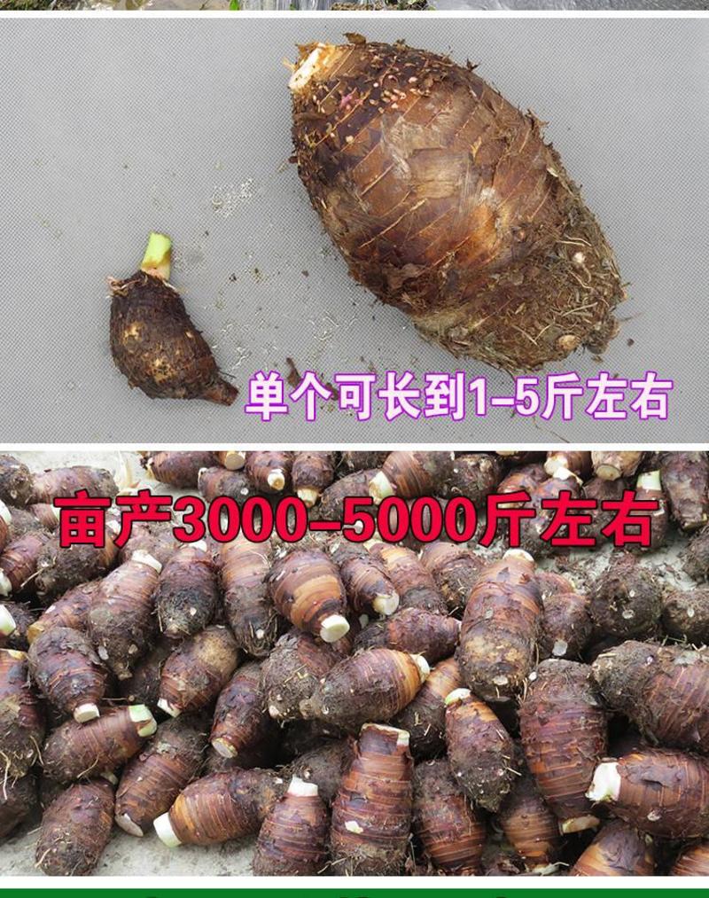 香芋头种子江西发货广西品种荔浦芋头种子粉糯