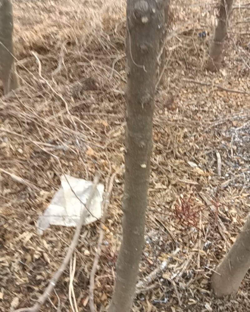 皂角树