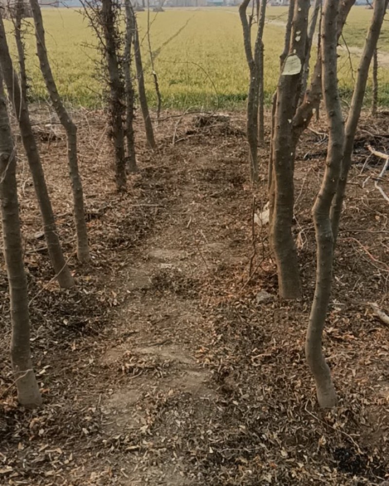 皂角树