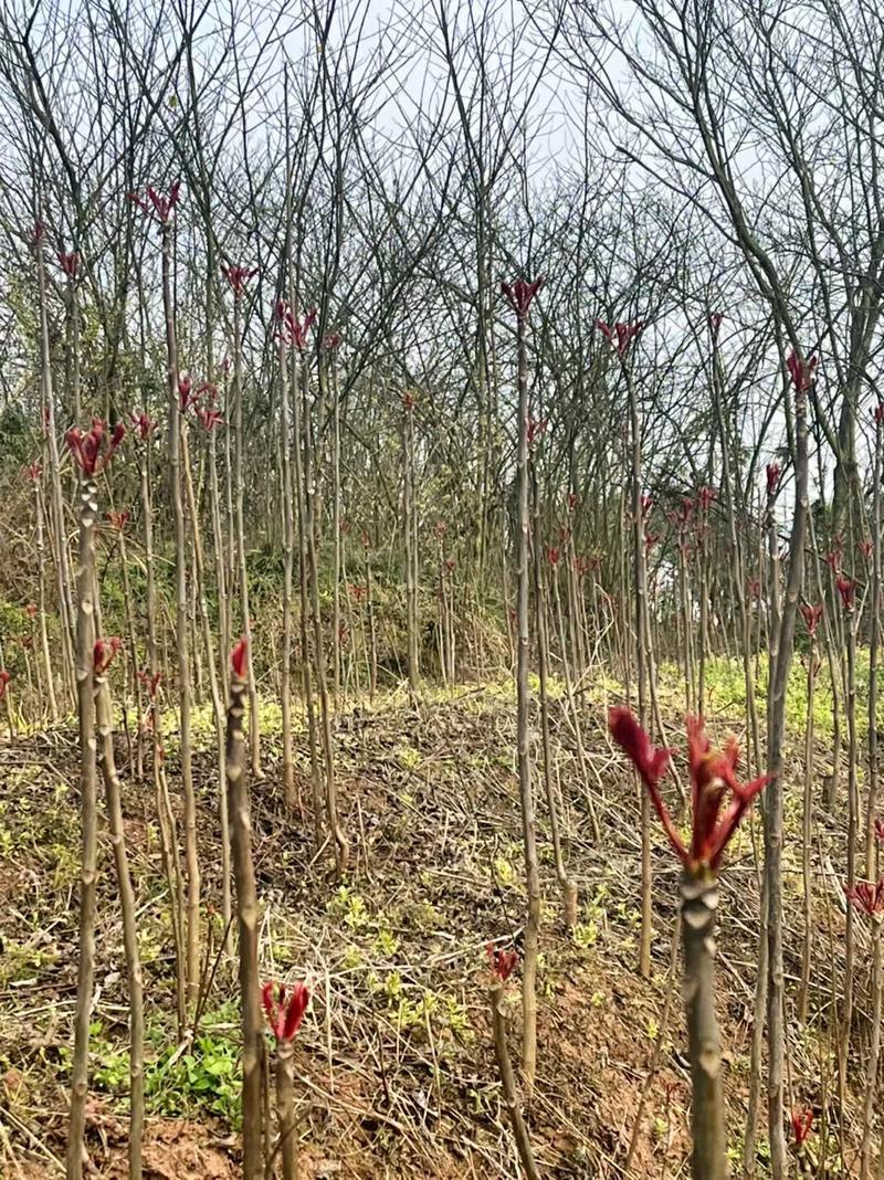 红油香椿芽