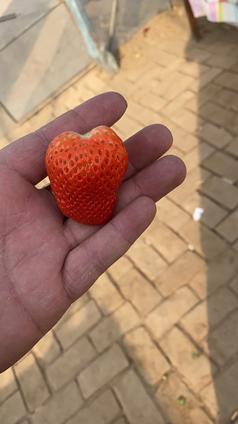 淘汰苗，穴盘苗，晋州市草莓种植基地，欢迎惠顾，大量有货。