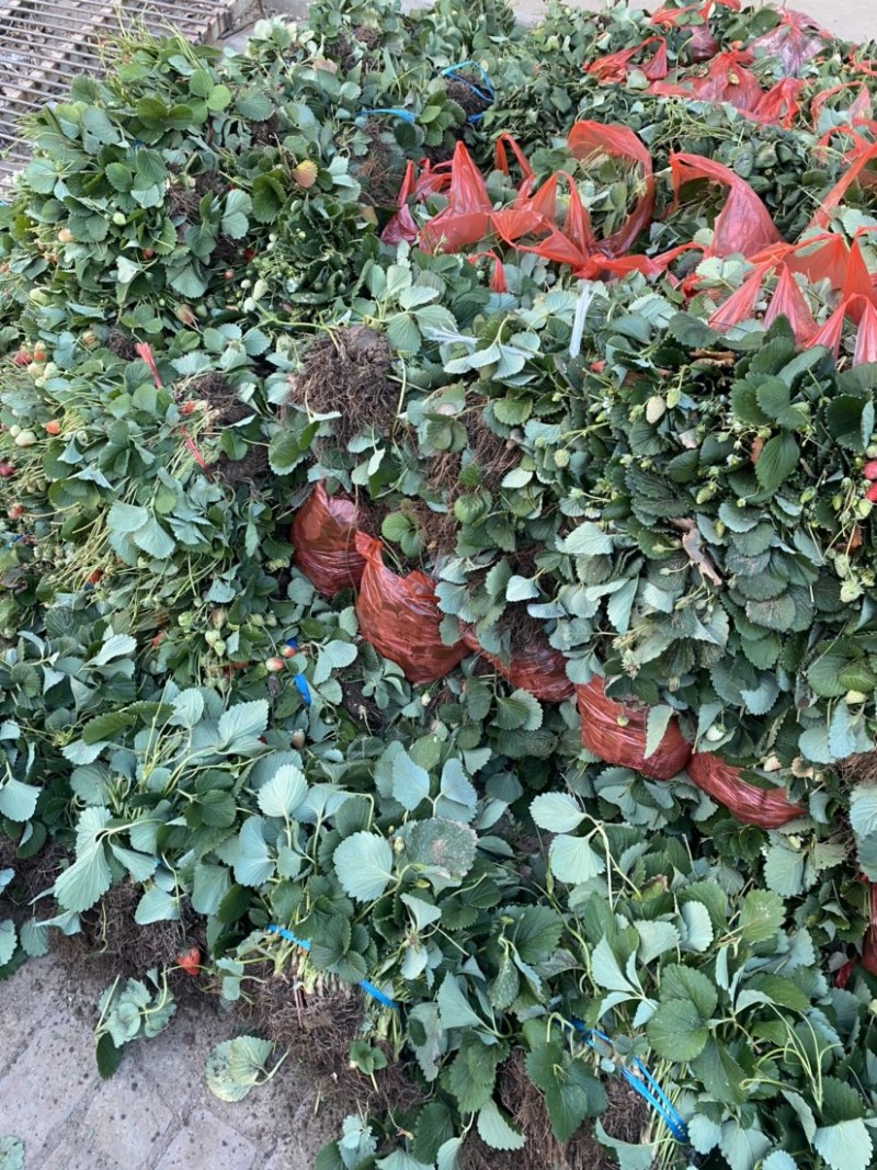 淘汰苗，穴盘苗，晋州市草莓种植基地，欢迎惠顾，大量有货。