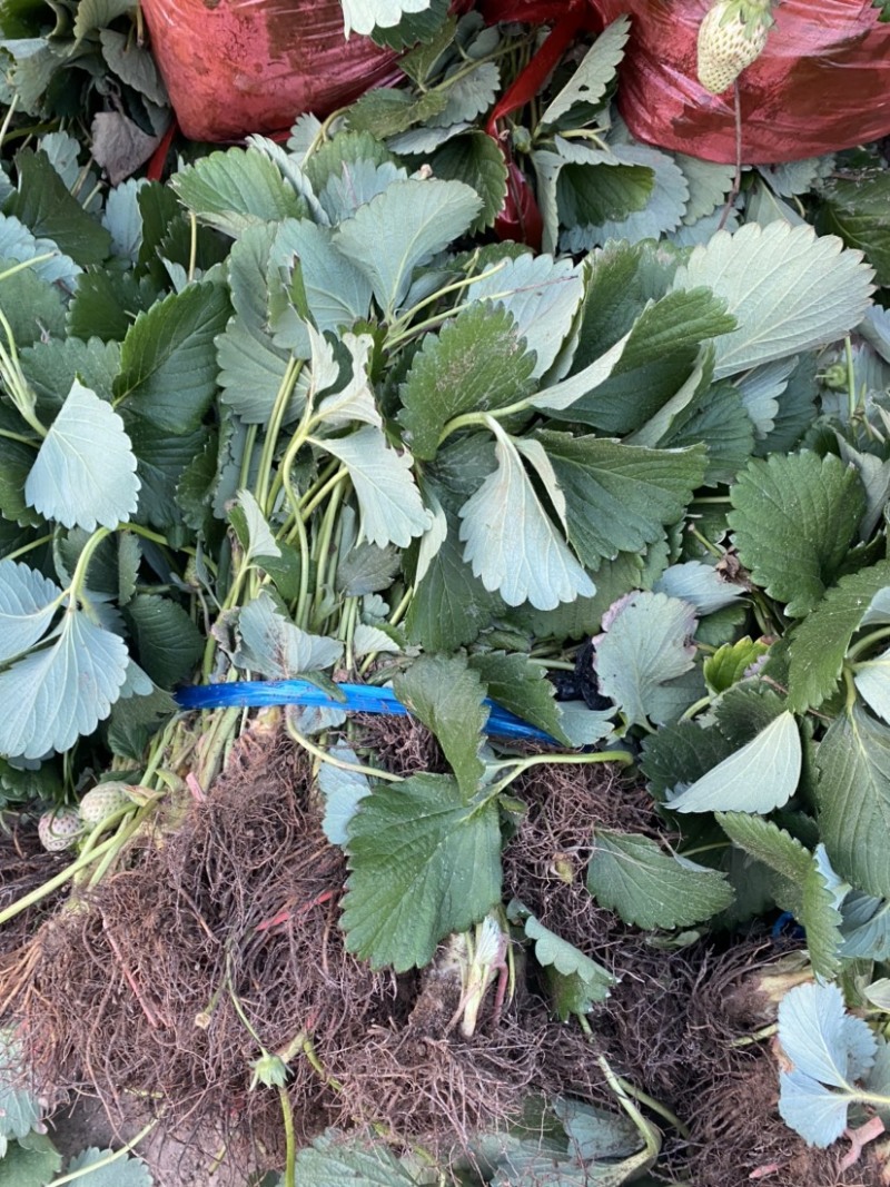 淘汰苗，穴盘苗，晋州市草莓种植基地，欢迎惠顾，大量有货。