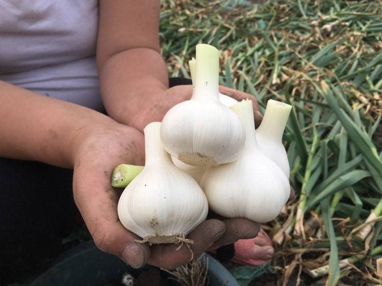 蒜苗采收与包装作业现场