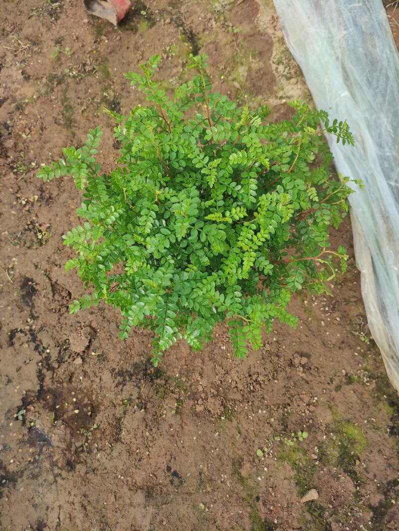 卖花卉清香木