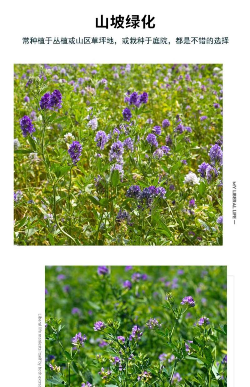 紫云英种子沭阳县紫云英种子牧草种子高产保质保量
