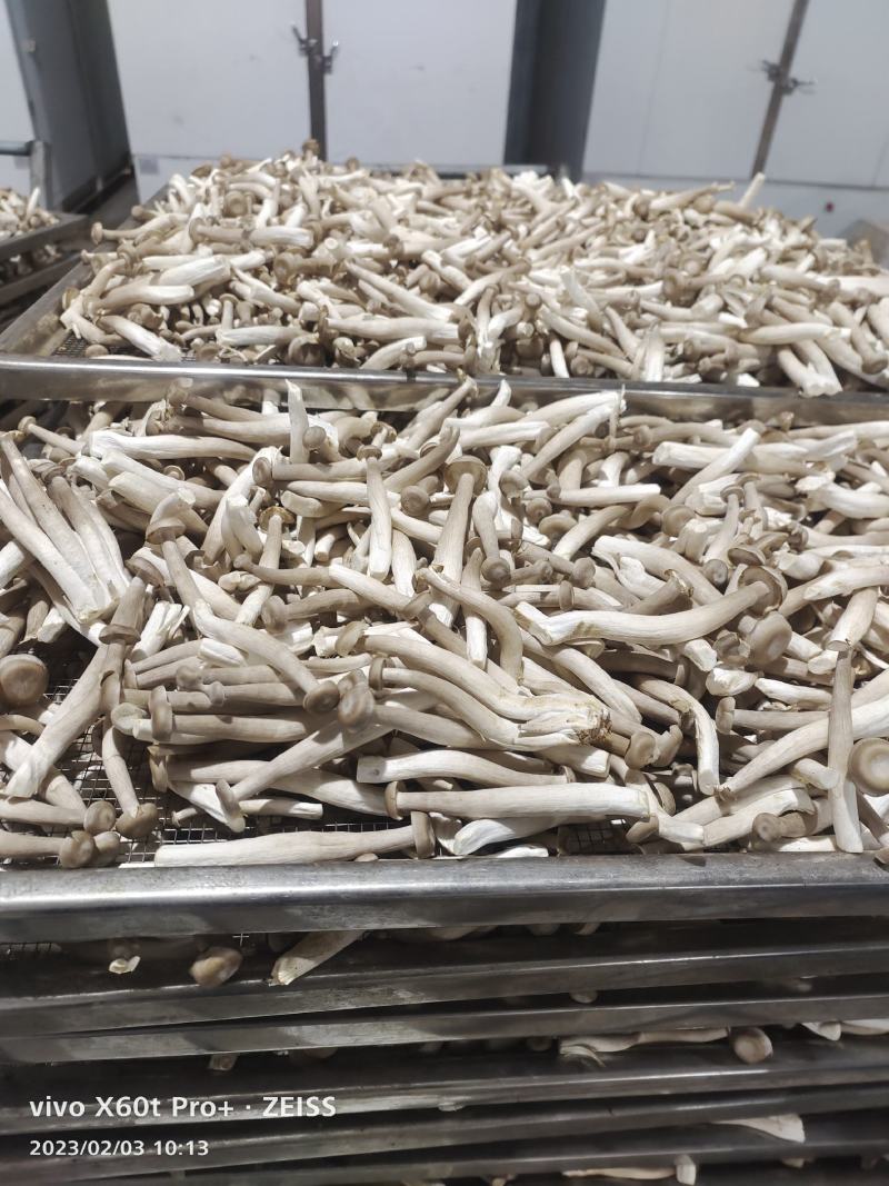 【牛商推荐】丹阳鹿茸菇干货产地直发保质保量量大从优