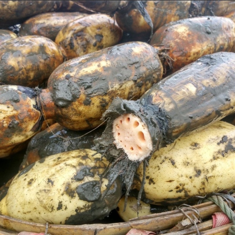 【莲藕苗】洪湖粉藕苗大量上市中产地供货品质保障