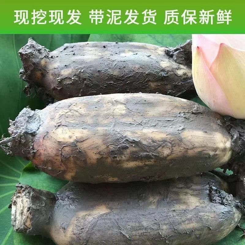 【莲藕苗】洪湖粉藕苗大量上市中产地供货品质保障