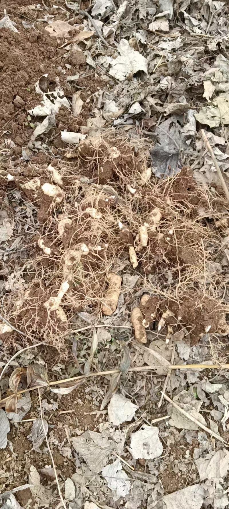 大量出售驯化鸡头黄精种块