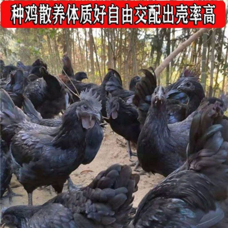 可孵化蛋土鸡种蛋受精蛋五黑一绿鸡种蛋孵化20枚包邮黑凤乌